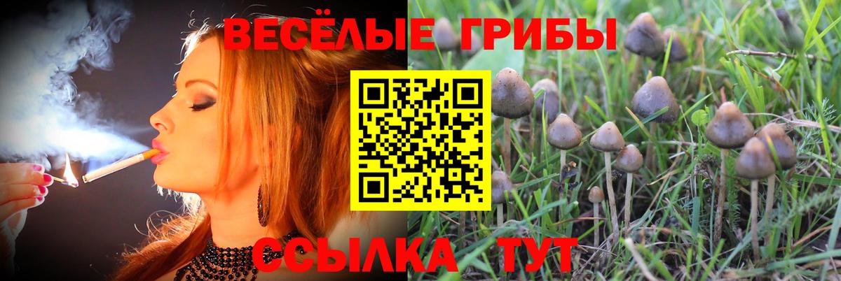 Галлюциногенные грибы Psilocybe Калач-на-Дону